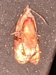 Zomaria interruptolineana