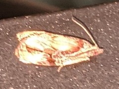 Zomaria interruptolineana