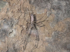 Psechrus libelti