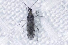 Dicyphus hesperus