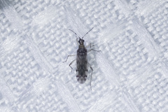 Dicyphus hesperus