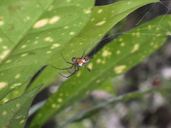 Leucauge fastigata
