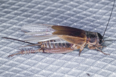 Gryllus lineaticeps