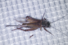 Gryllus lineaticeps