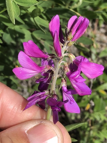 Boreal Sweet-vetch