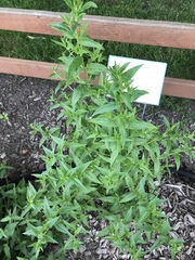 Epilobium ciliatum watsonii