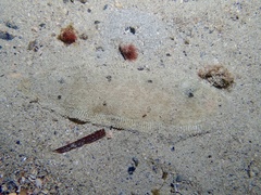 Spotfin Tongue Sole photo 4