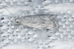 Helcystogramma chambersella