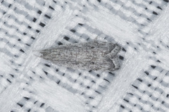 Helcystogramma chambersella