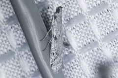 Phycitodes mucidella