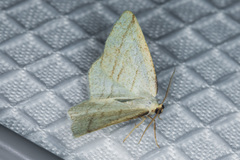 Protitame subalbaria