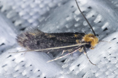 Nepticuloidea