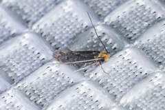 Nepticuloidea