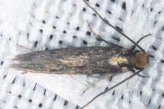 Nepticuloidea
