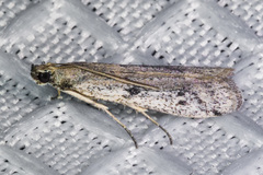 Phycitodes mucidella