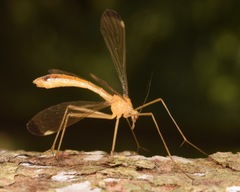 Hylobittacus apicalis
