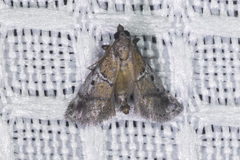 Acrobasis caliginella