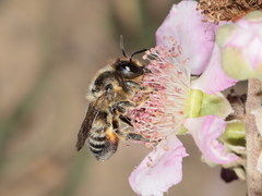 Megachile willughbiella