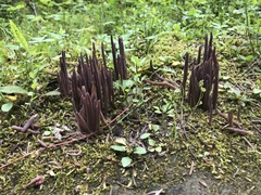 Alloclavaria purpurea