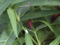 Tetraopes melanurus
