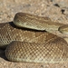Mojave Rattlesnake - Photo (c) Tom Benson, some rights reserved (CC BY-NC-ND)