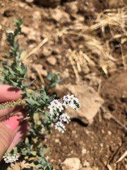 Heliotropium curassavicum