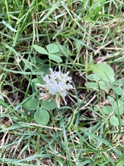 Trifolium repens