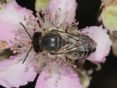 Megachile willughbiella