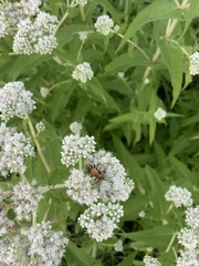 Chauliognathus pensylvanicus