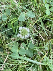 Trifolium repens