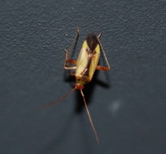 Adelphocoris suturalis