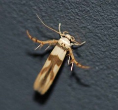 Stathmopoda flavescens