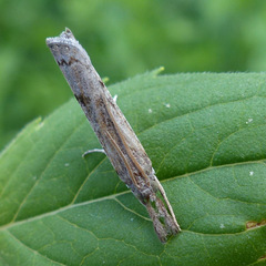 Crambini