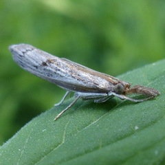 Crambini