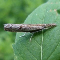 Crambini