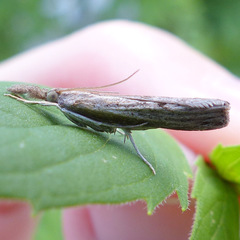 Crambini