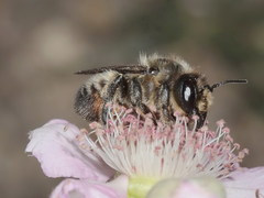 Megachile willughbiella