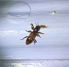 Priocera castanea