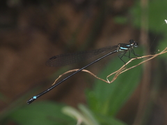 Nososticta insignis