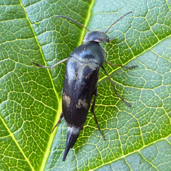 Glipa oculata