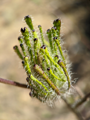 Cordylanthus rigidus setigerus