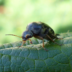 Glipa oculata