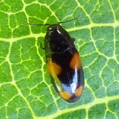 Drapetes quadripustulatus