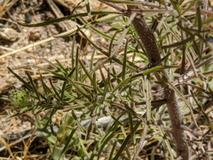 Cordylanthus rigidus setigerus