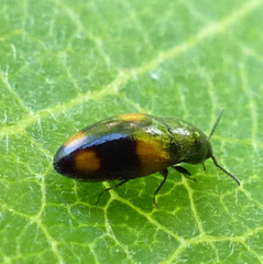 Drapetes quadripustulatus