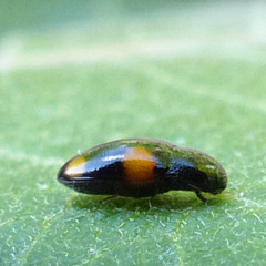 Drapetes quadripustulatus