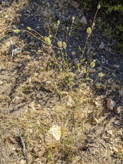 Cordylanthus rigidus setigerus