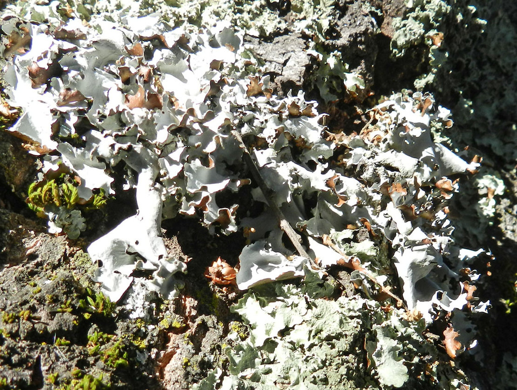 Parmotrema bangii