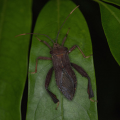 Pseudomictis