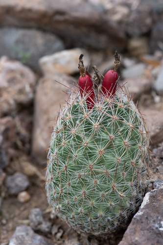 Whitecolumn Foxtail Cactus